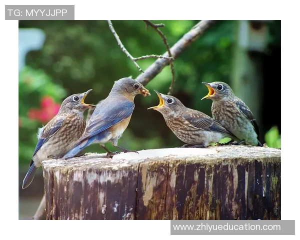大阪钢吧与鸟类的奇妙对话探索自然与城市的和谐共生